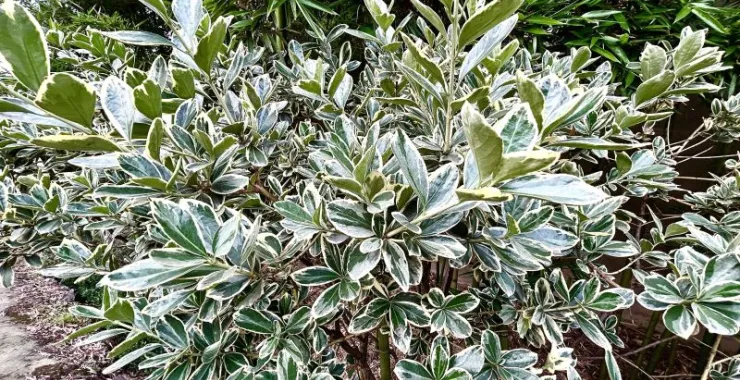 植物绿化金边黄杨种植绿植