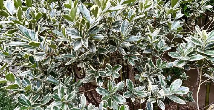 植物绿化金边黄杨种植绿植