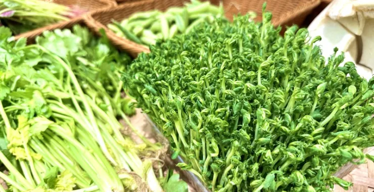 粤式餐厅豆苗蔬菜芹菜