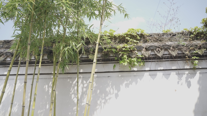 余姚王阳明故居竹子