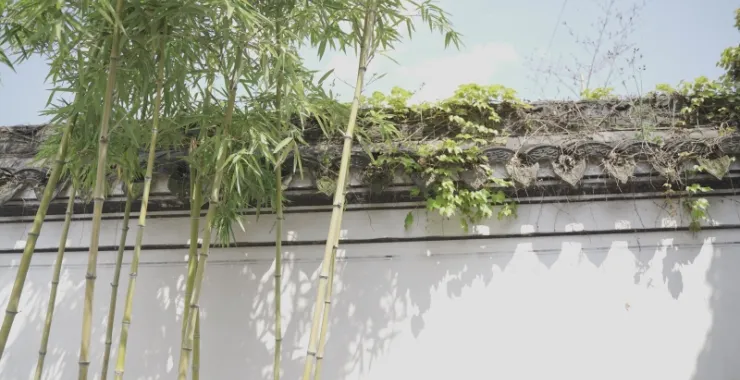 余姚王阳明故居竹子