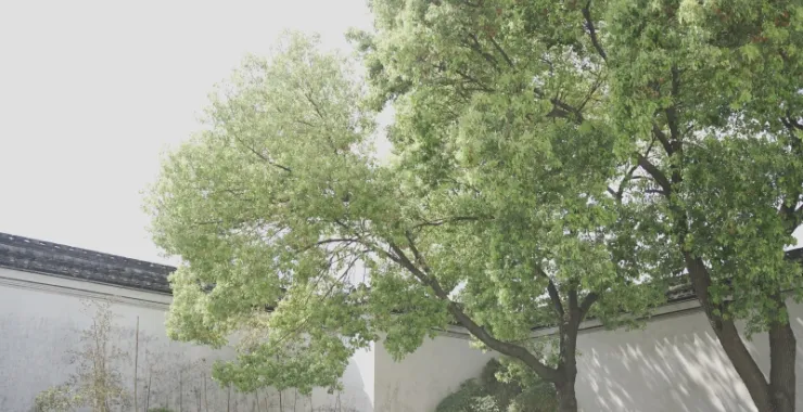 余姚王阳明故居香樟树