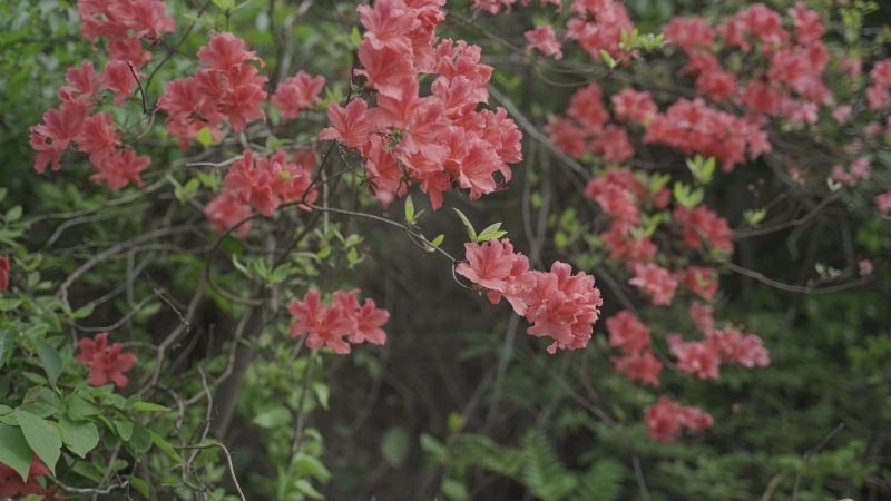 杜鹃花春天四明山映山红