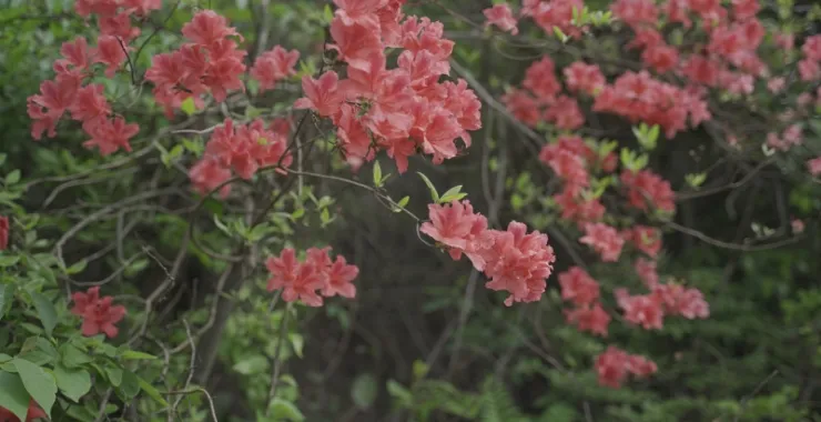 杜鹃花春天四明山映山红