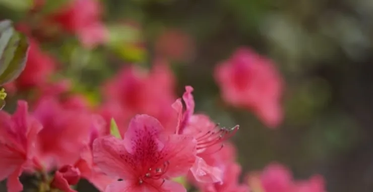 杜鹃花映山红春天四明山鲜花