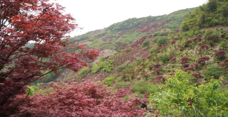 四明山红枫枫叶春天山间山里群山俯瞰