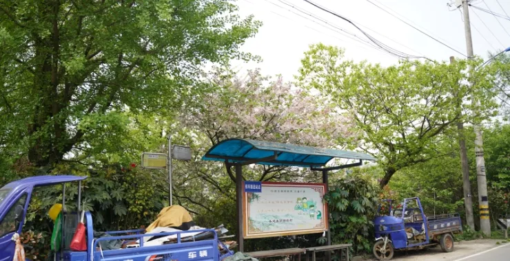 余姚三轮车公交站樱花树