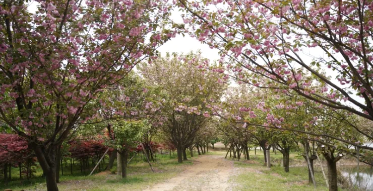 余姚四明山上马岗晚樱樱花