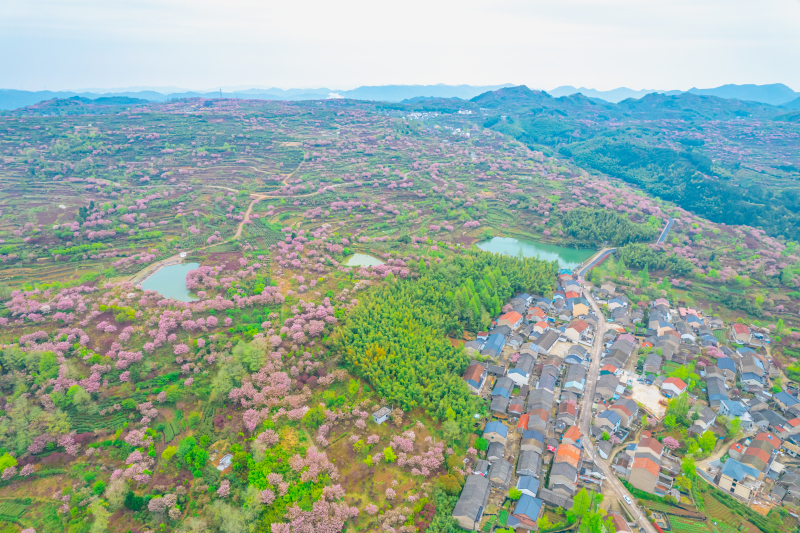 余姚大山里群山俯瞰村庄青山绿树樱花鲜花春色春天山路