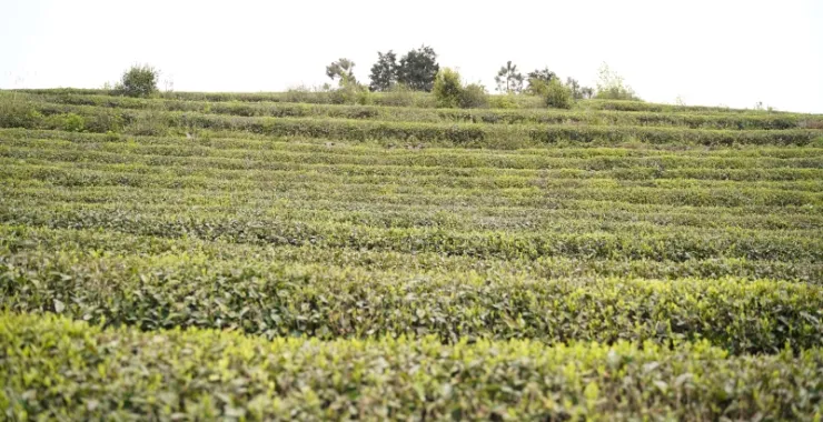 大岚姚江源头茶园采茶茶山