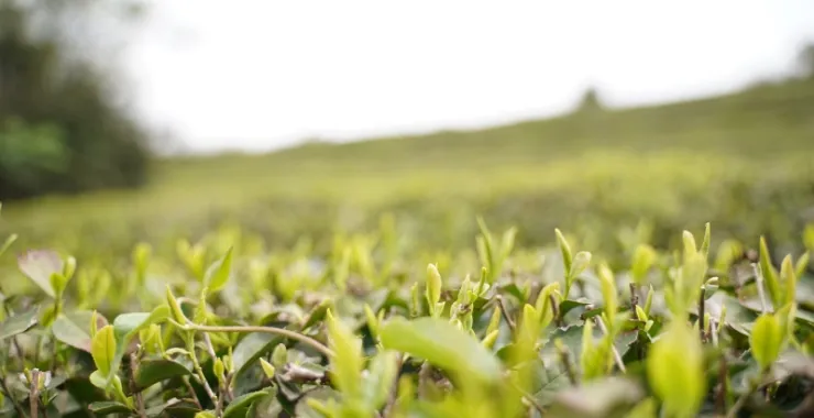 大岚姚江源头茶园茶叶采茶茶山
