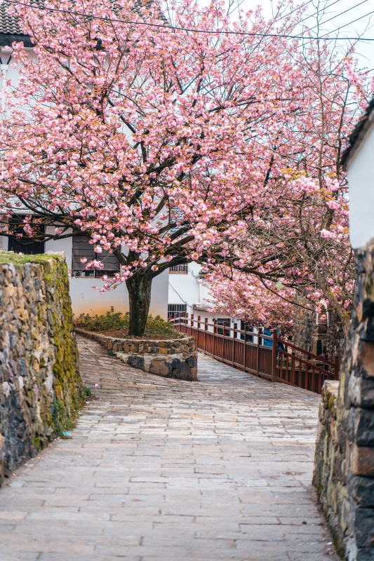 余姚网红樱花打卡拍照鲜花春色春天村庄