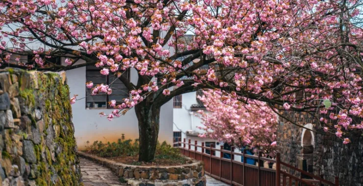 余姚网红樱花打卡拍照鲜花春色春天村庄
