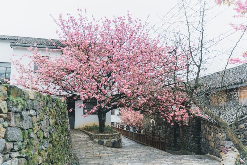 余姚网红樱花打卡拍照鲜花春色春天村庄