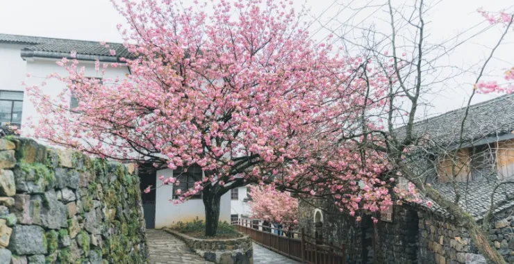 余姚网红樱花打卡拍照鲜花春色春天村庄