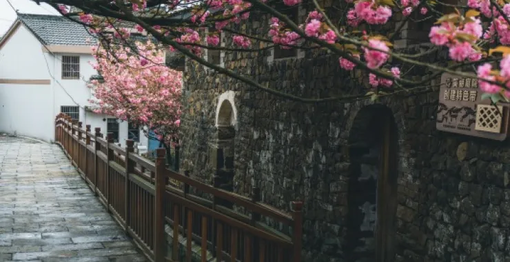 余姚网红樱花打卡拍照鲜花春色春天村庄