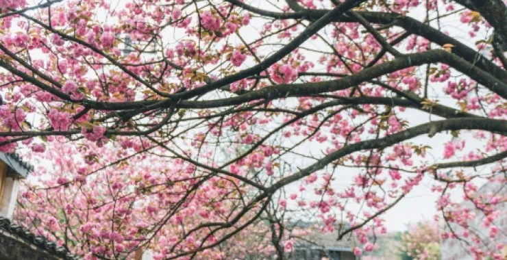 余姚网红樱花打卡拍照鲜花春色春天村庄