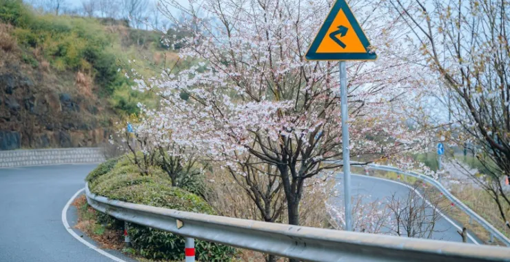 白鹿余姚大山里群山青山绿树樱花鲜花春色春天花卉山间拐弯转弯弯路箭头指示标志交通