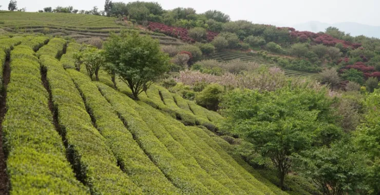 大岚姚江源头茶园茶叶采茶茶山