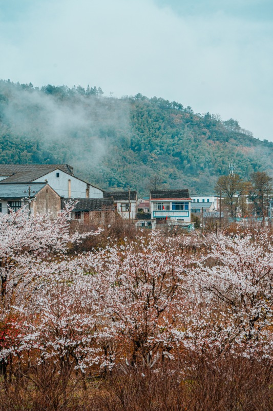 白鹿余姚四明山村庄云雾缭绕大山里群山青山绿树樱花鲜花春色春天花卉
