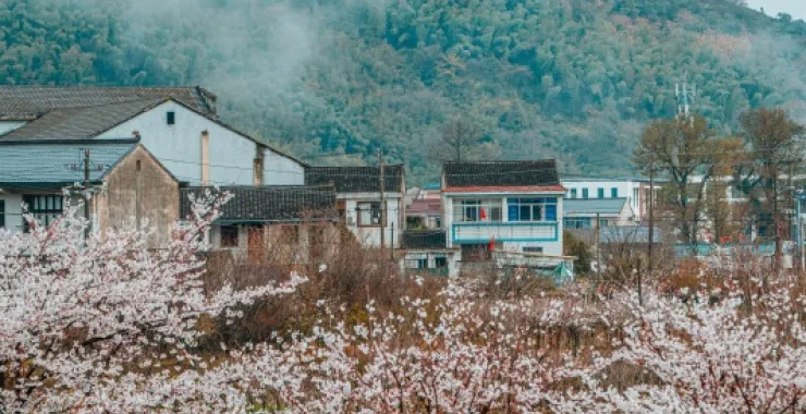 白鹿余姚四明山村庄云雾缭绕大山里群山青山绿树樱花鲜花春色春天花卉