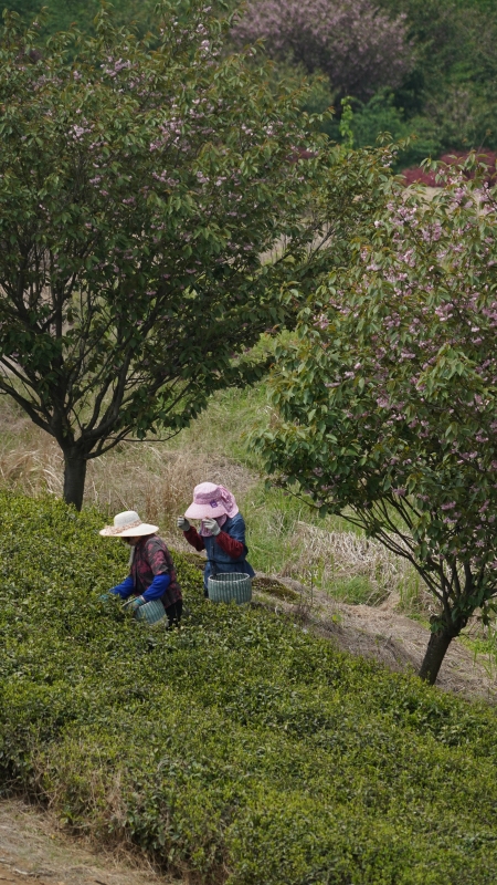 大岚姚江源头茶园茶叶采茶农民茶山