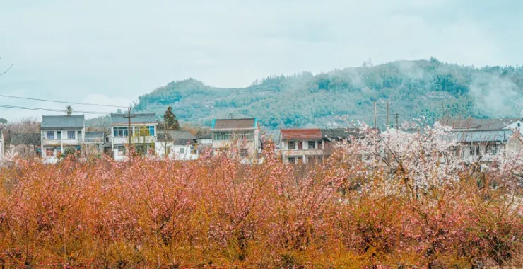 白鹿余姚四明山村庄云雾缭绕大山里群山青山绿树樱花鲜花春色春天花卉