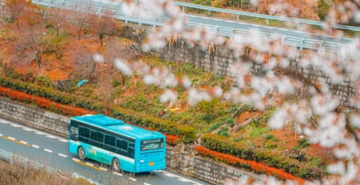浒溪线发卡弯余姚大山里群山青山绿树樱花鲜花春色春天公交车山路