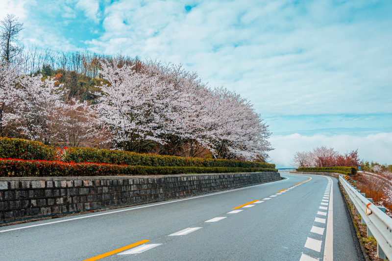 浒溪线发卡弯余姚大山里群山青山绿树樱花鲜花春色春天汽车山路