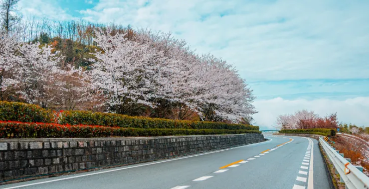 浒溪线发卡弯余姚大山里群山青山绿树樱花鲜花春色春天汽车山路