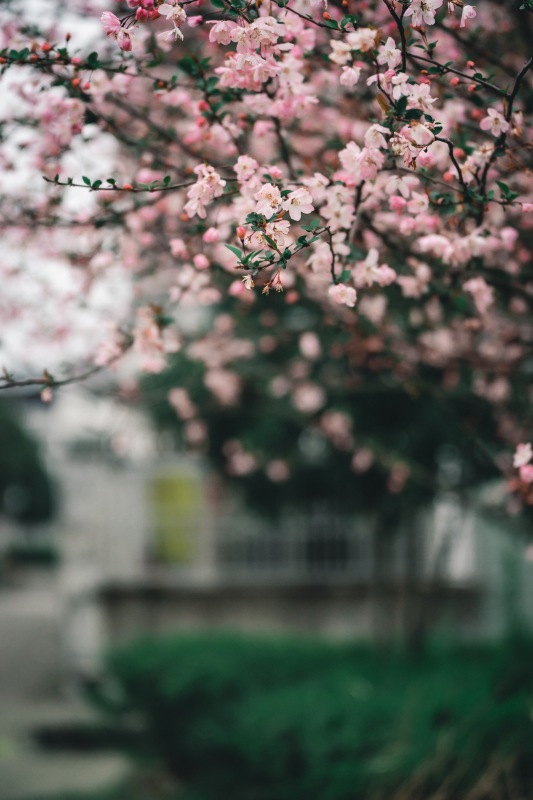 春天春季樱花赏花春色花卉鲜花桃花