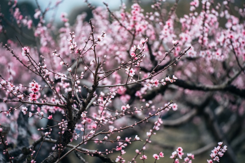 春天春季樱花赏花春色花卉鲜花桃花