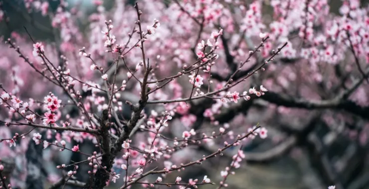春天春季樱花赏花春色花卉鲜花桃花