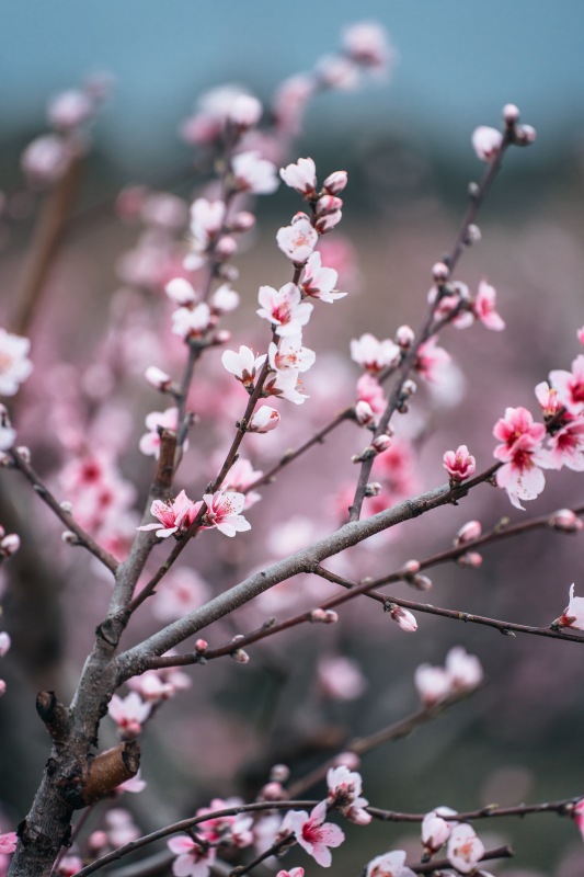 春天春季樱花赏花春色花卉鲜花桃花