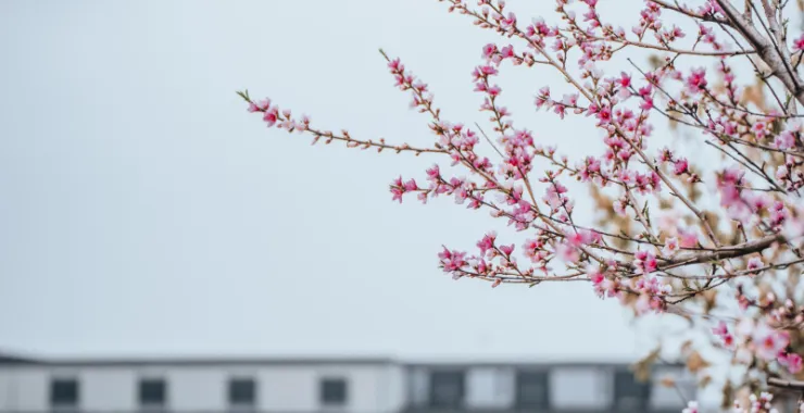 春天春季樱花赏花春色花卉鲜花桃花