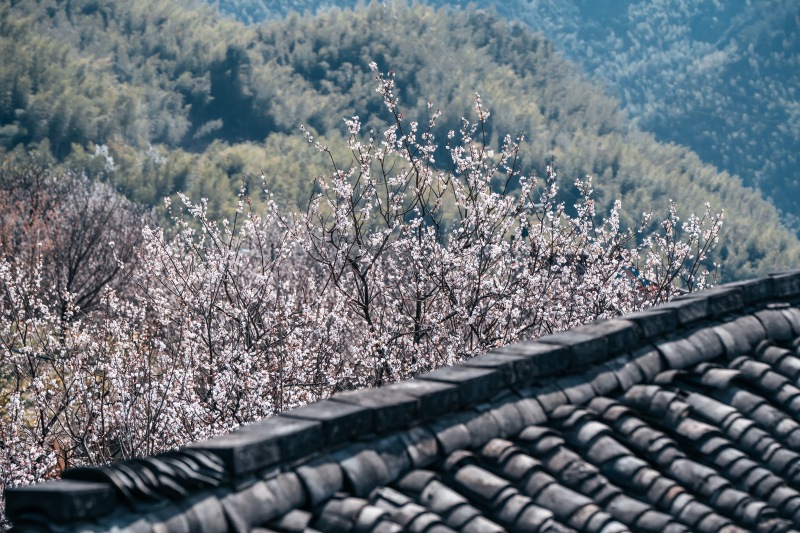 余姚悬岩村山村乡村农村村庄梅花桃花樱花鲜花