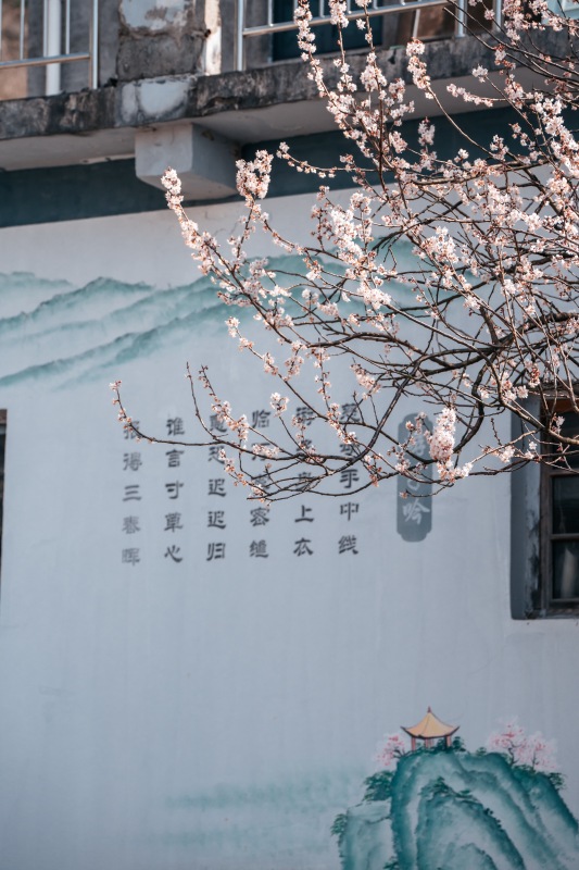 余姚悬岩村山村乡村农村村庄梅花桃花樱花鲜花