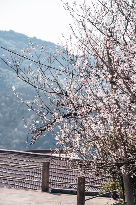 余姚悬岩村山村乡村农村村庄梅花桃花樱花鲜花