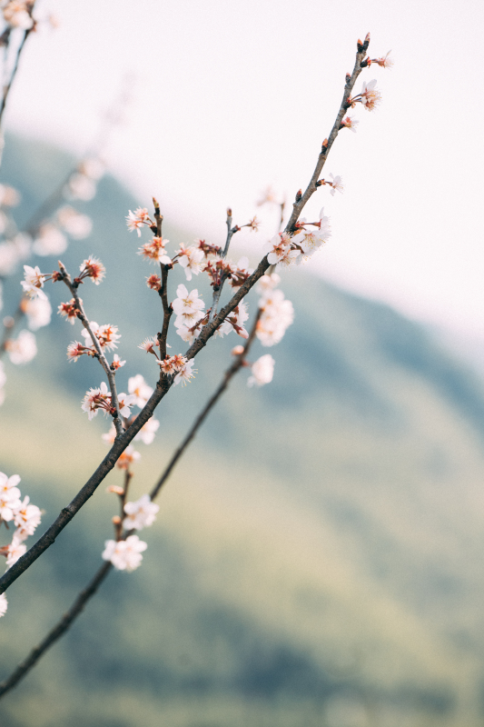 余姚悬岩村山村乡村农村村庄梅花桃花樱花鲜花