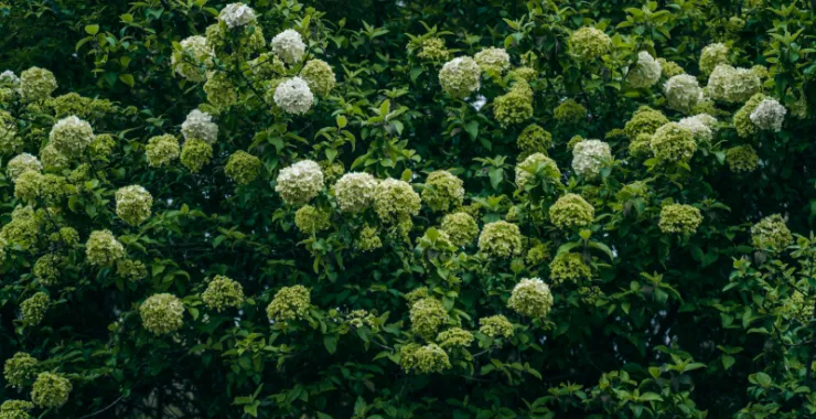 余姚望湖绣花绣球花绿色春色春天鲜花公园景色花卉