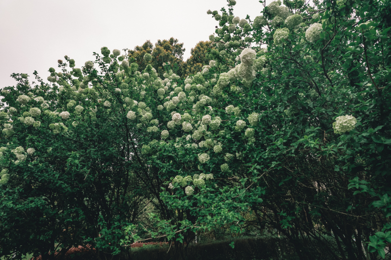 余姚望湖绣花绣球花绿色春色春天鲜花公园景色花卉