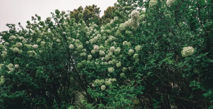 余姚望湖绣花绣球花绿色春色春天鲜花公园景色花卉