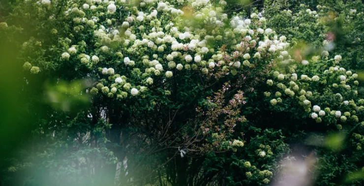 余姚望湖绣花绣球花绿色春色春天鲜花公园景色花卉