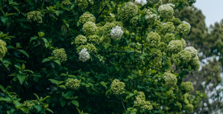 余姚望湖绣花绣球花绿色春色春天鲜花公园景色花卉