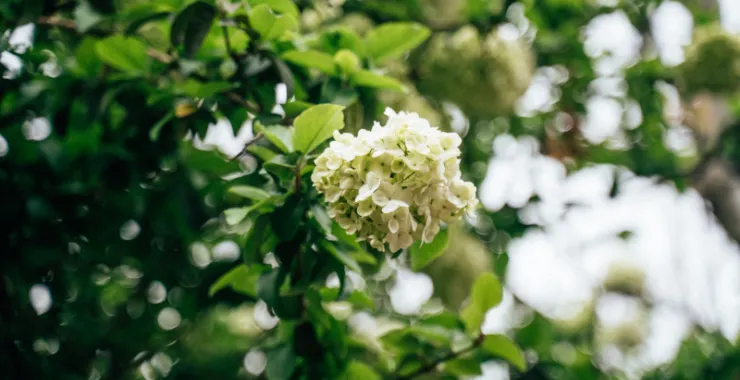 余姚望湖绣花绣球花绿色春色春天鲜花公园景色花卉