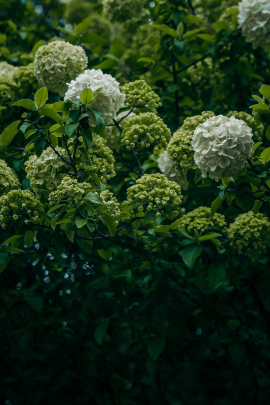 余姚望湖绣花绣球花绿色春色春天鲜花公园景色花卉