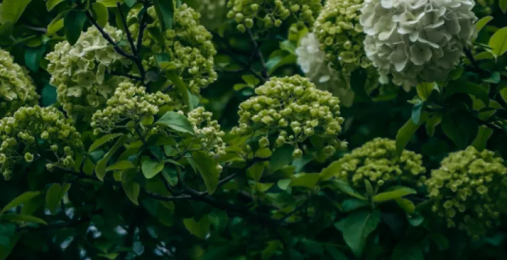余姚望湖绣花绣球花绿色春色春天鲜花公园景色花卉