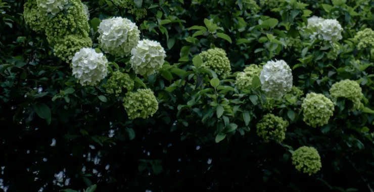 余姚望湖绣花绣球花绿色春色春天鲜花公园景色花卉