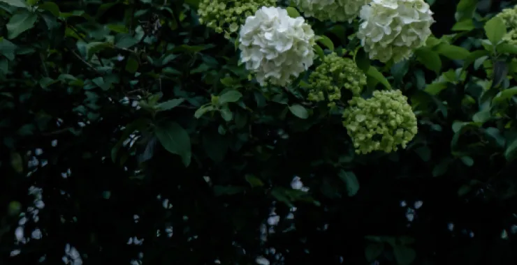 余姚望湖绣花绣球花绿色春色春天鲜花公园景色花卉