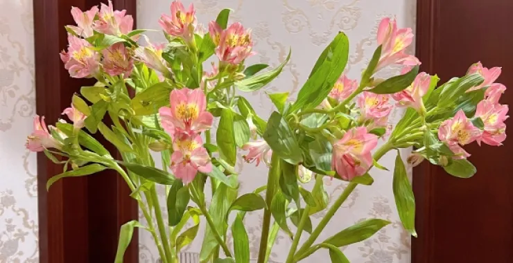 春日养花粉色六出花鲜花